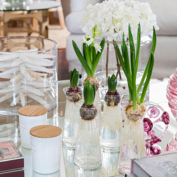 Seasonal - White Hyacinth Bulb and Glass Vase
